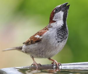Image1 Male House Sparrow in Fine Voice (2023)
